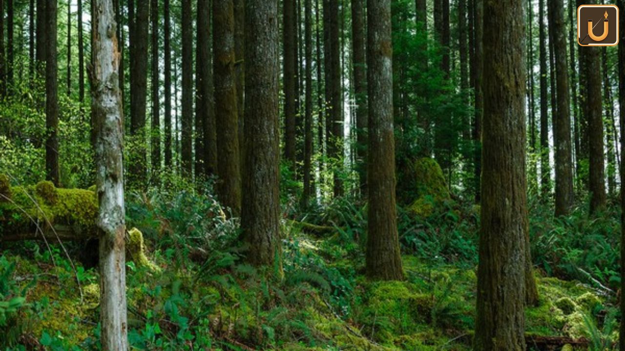 Usthadian Academy / India Launches Forest Certification Scheme For Sustainable Management: Key Highlights | 14 dec 2023 Usthadian Academy / India Launches Forest Certification Scheme For Sustainable Management: Key Highlights